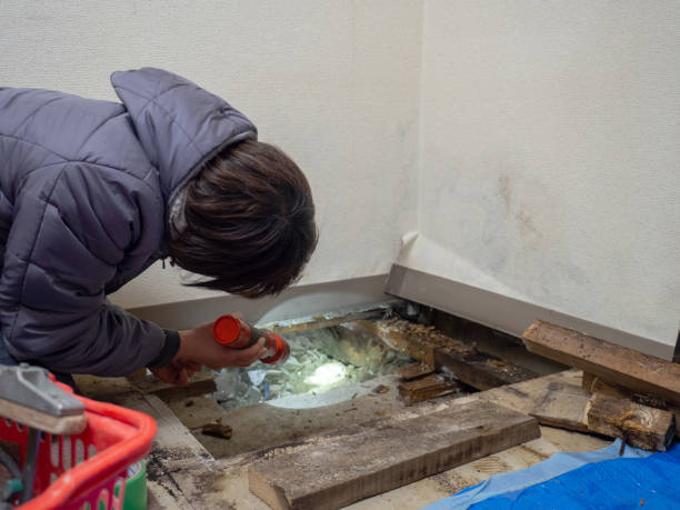 Best Environmental Consulting for Mold Prevention  in Manorville, NY